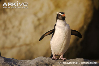 Illustration for article titled Flightless Friday - The Complete Penguin